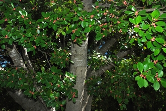 Ficus_microcarpa_DSC_0166