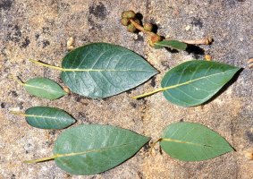 Ficus_cordata_cordata