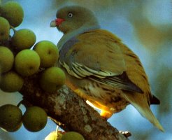 Green_Pigeon_Duncan_Butchart