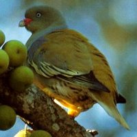 Fig_eating_frugivores
