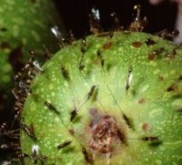 Biology_of_the_mutualism