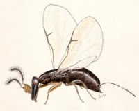 Fig_wasps