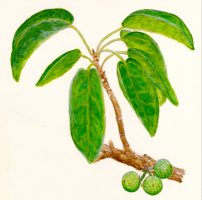 Ficus