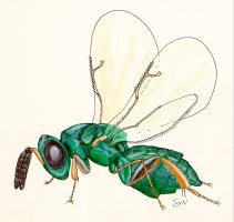 Otitesella