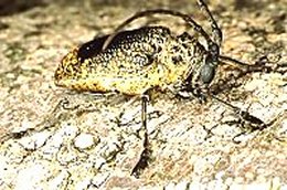 Fig_tree_borer