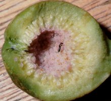 Ficus_abutilifolia