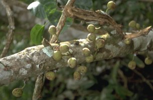 Ficus_artocarpoides
