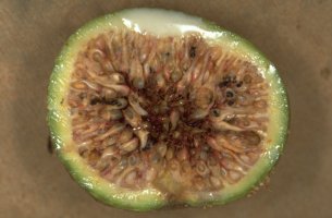 Ficus_artocarpoides