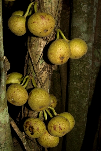 Ficus_artocarpoides_Simon_van_Noort