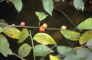 Ficus_asperifolia