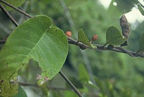 Ficus_asperifolia