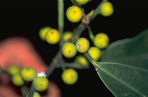 Ficus_barteri