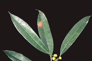 Ficus_barteri