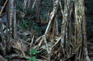 Ficus bizanae