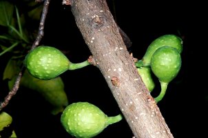 Ficus_bizanae