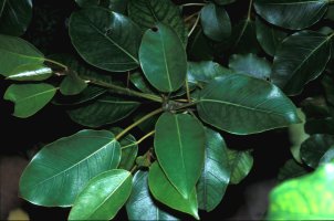 Ficus_bizanae