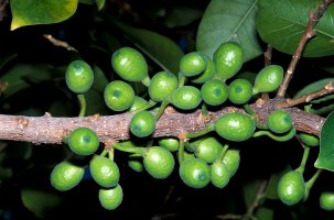 Ficus_bizanae