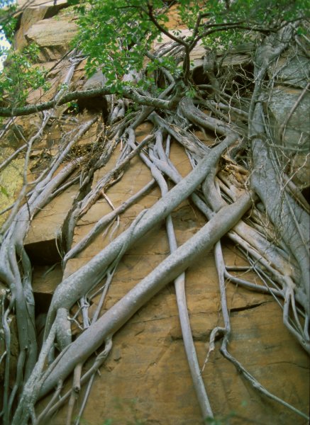 Ficus_burkei