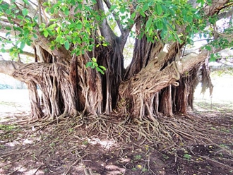 Ficus_burkei_De_Hoop_Eugene_Moll_DSCN4920