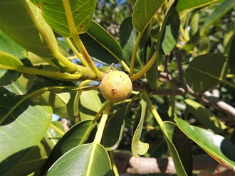 Ficus_burkei_De_Hoop_Eugene_Moll_DSCN4926