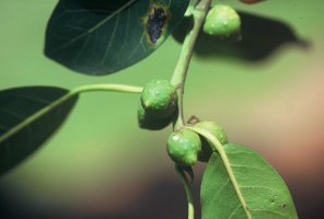 Ficus_thonningii