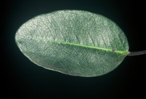 Ficus_burkei
