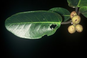 Ficus_burkei