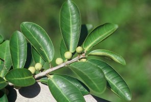 Ficus_thonningii