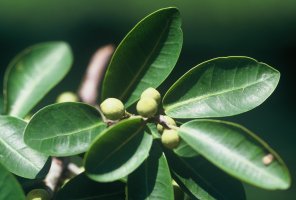 Ficus_thonningii