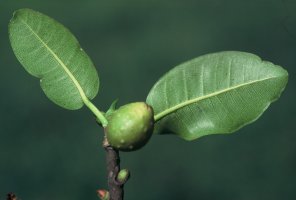 Ficus_thonningii