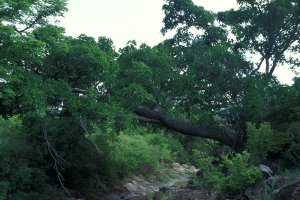 Ficus_bussei