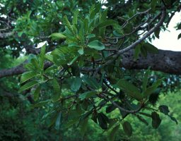 Ficus_bussei