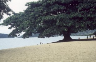 Ficus_bussei