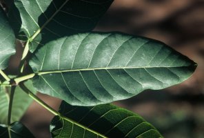 Ficus_bussei