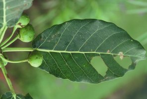 Ficus_bussei