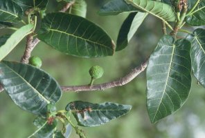 Ficus_bussei