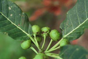 Ficus_bussei