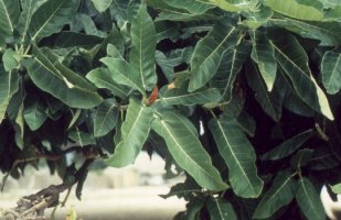 Ficus_bussei
