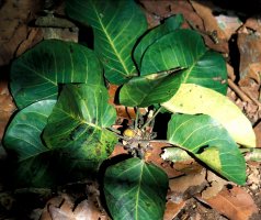 Ficus_calyptrata