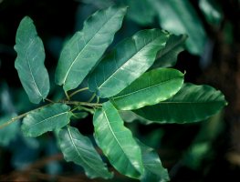 Ficus_chirindensis