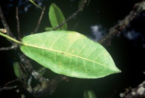 Ficus_chirindensis