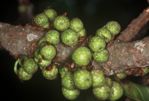 Ficus_chirindensis