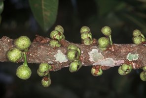 Ficus_chirindensis