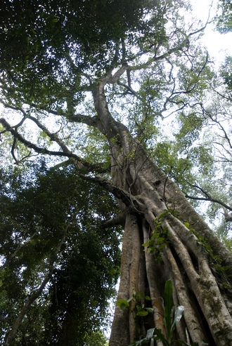 Ficus_chirindensis_Simon_van_Noort
