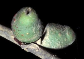Ficus_craterostoma