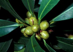 Ficus_craterostoma
