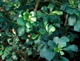 Ficus_craterostoma