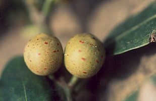 Ficus_craterostoma