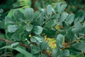 Ficus_craterostoma