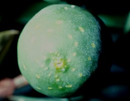 Ficus_cyathistipula_cyathistipula